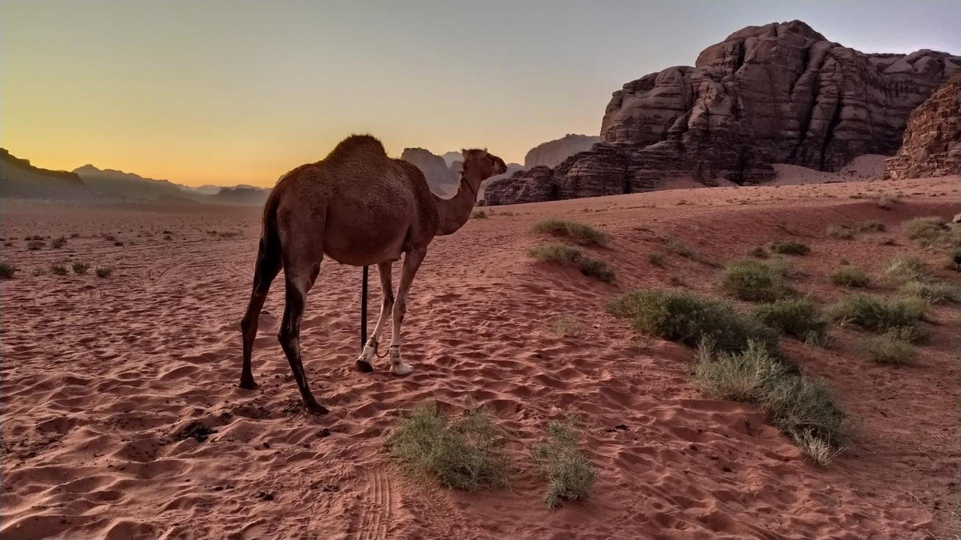 Wild Of Wadi Rum Buitenkant foto