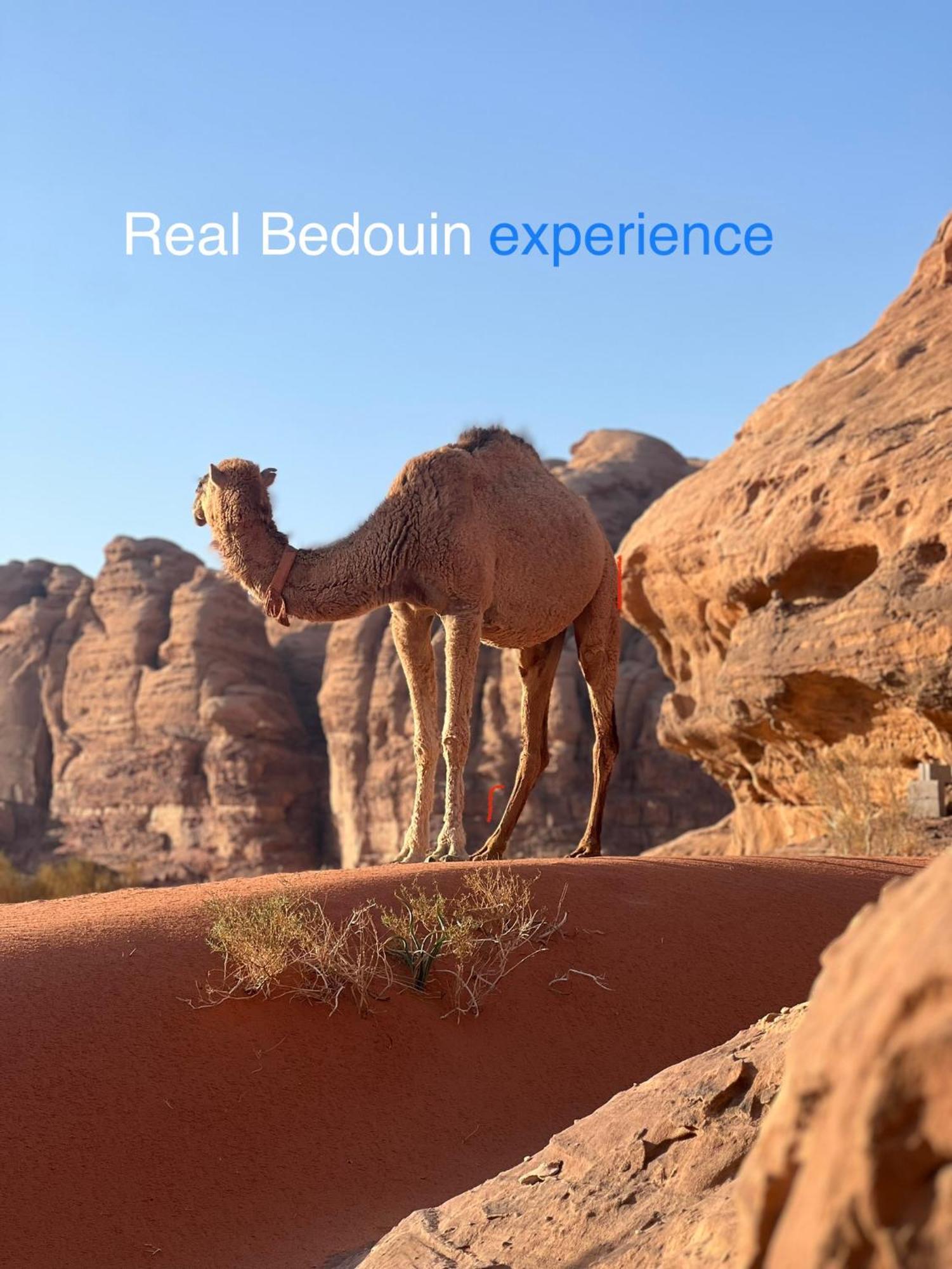 Wild Of Wadi Rum Buitenkant foto